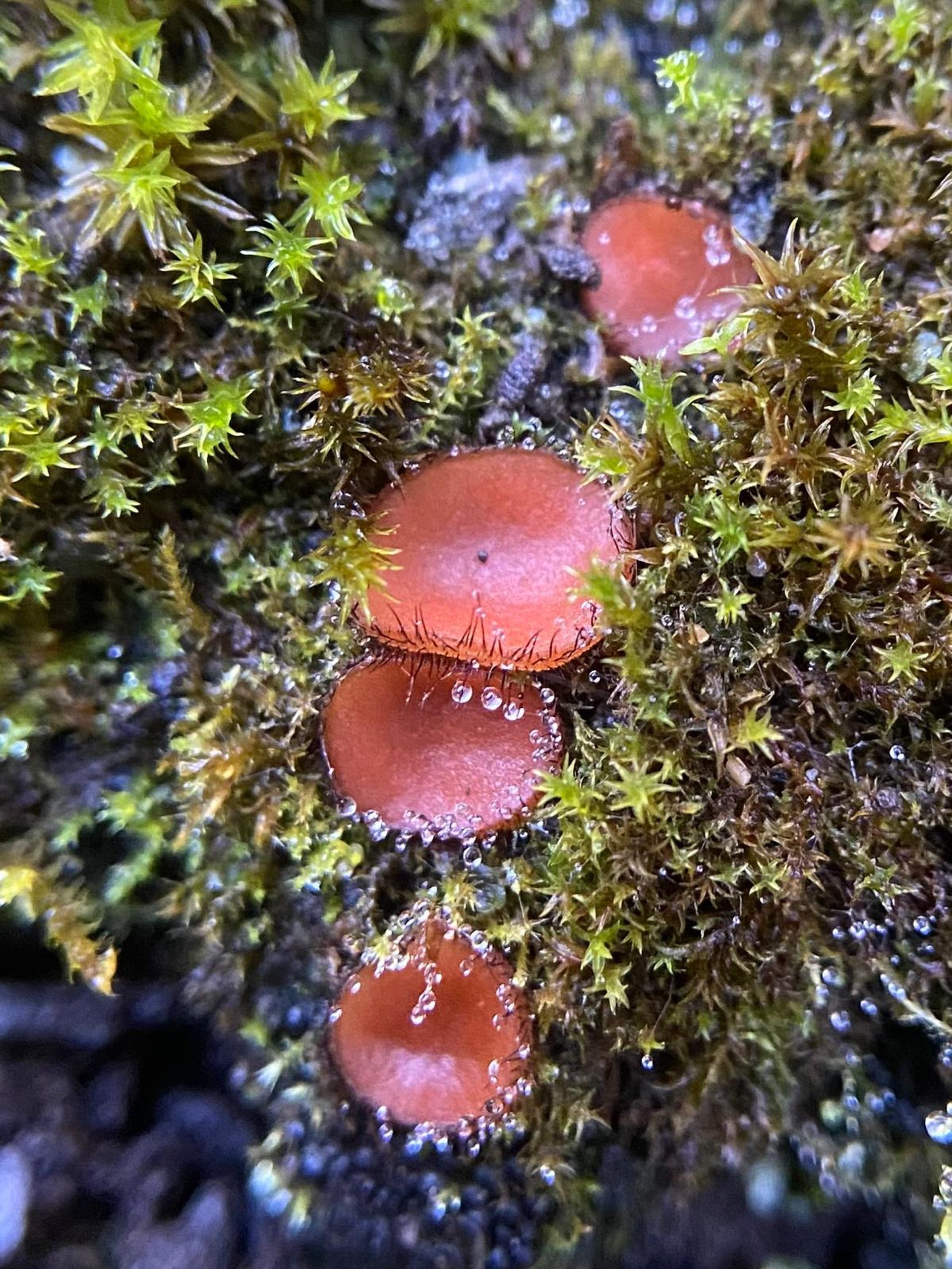 Fungi — cover photograph