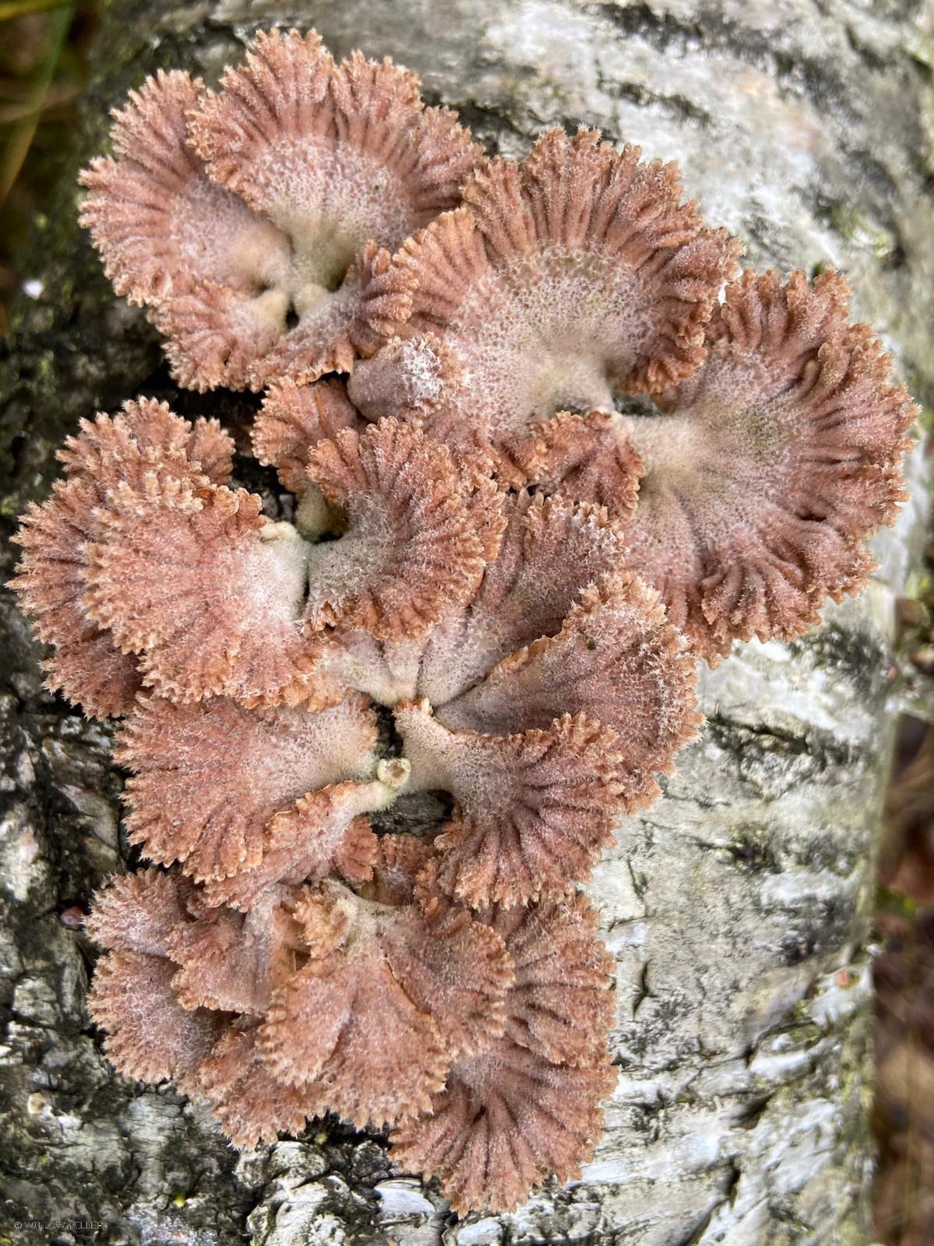 Fungi photograph 30