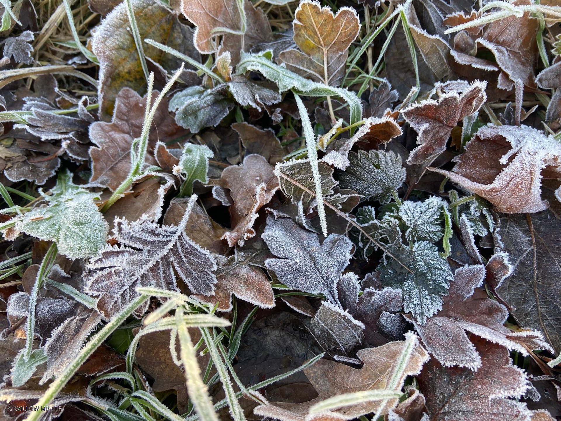 Small details photograph 7