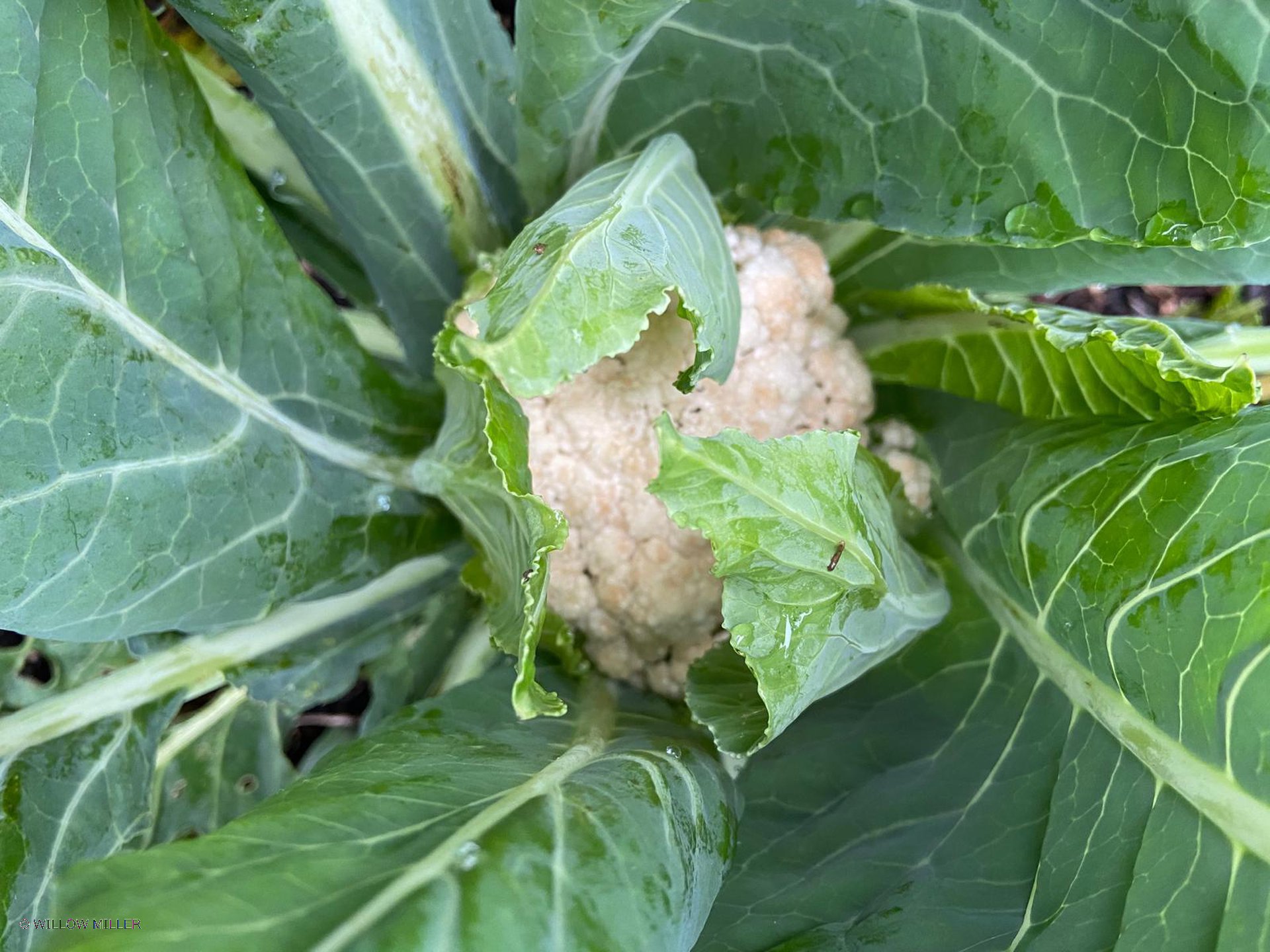 Small details photograph 14