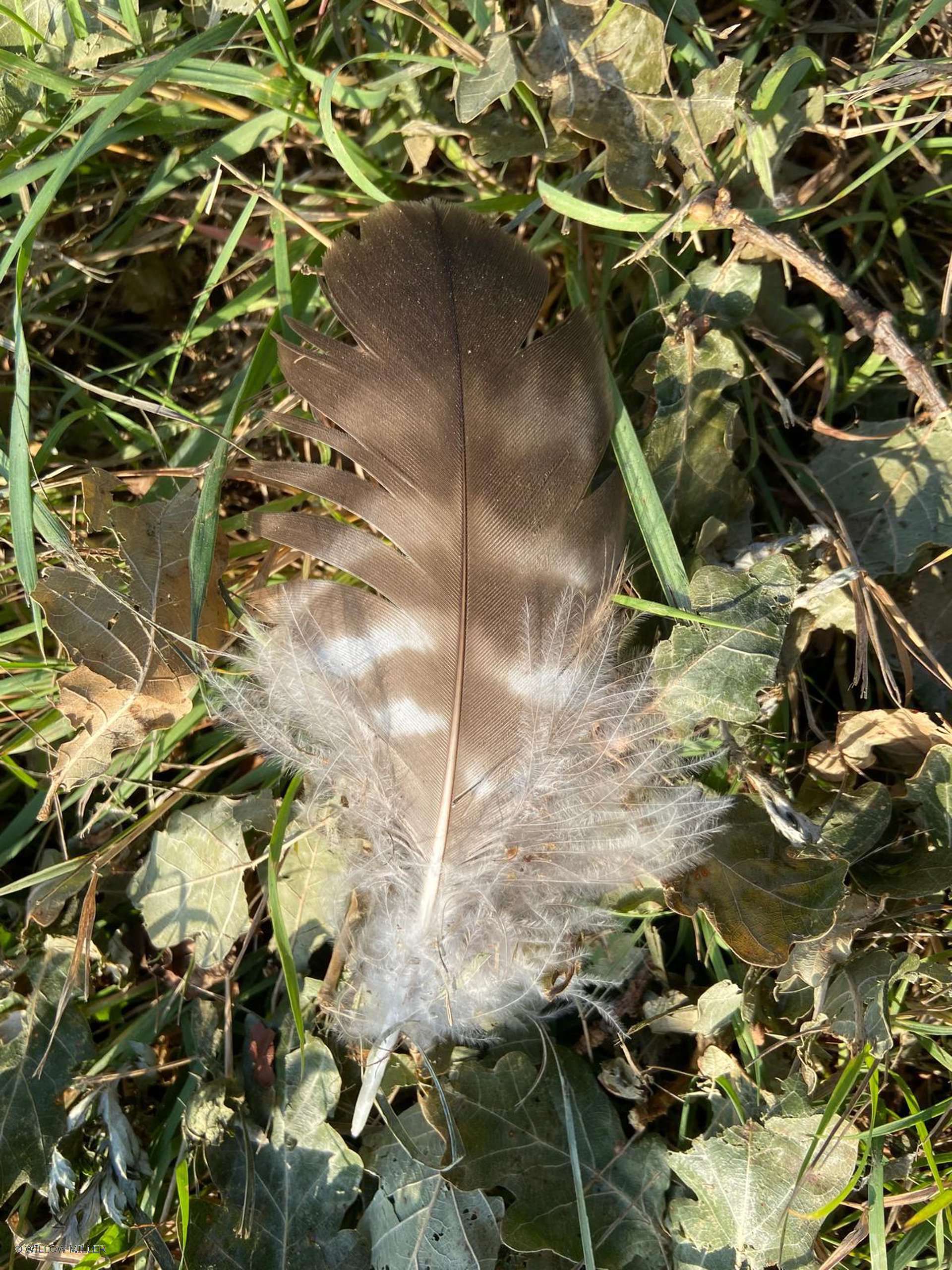 Small details photograph 2