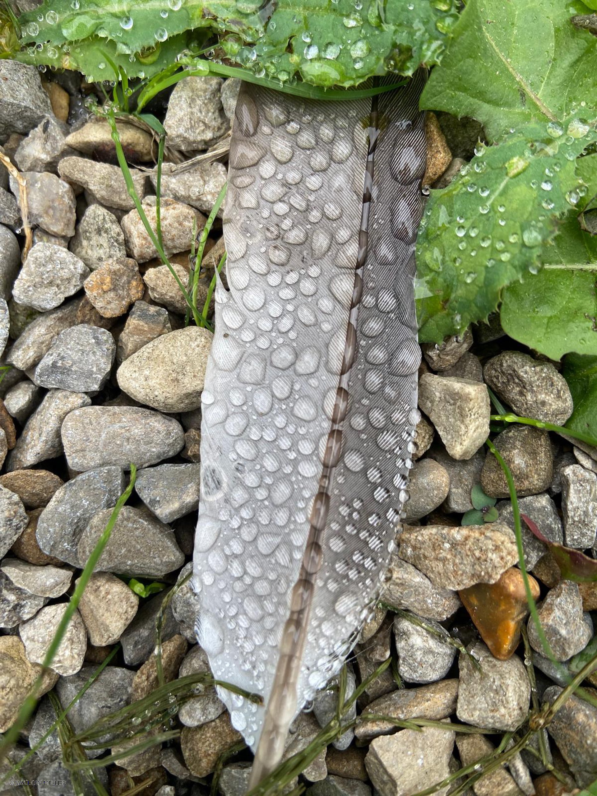 Small details photograph 8