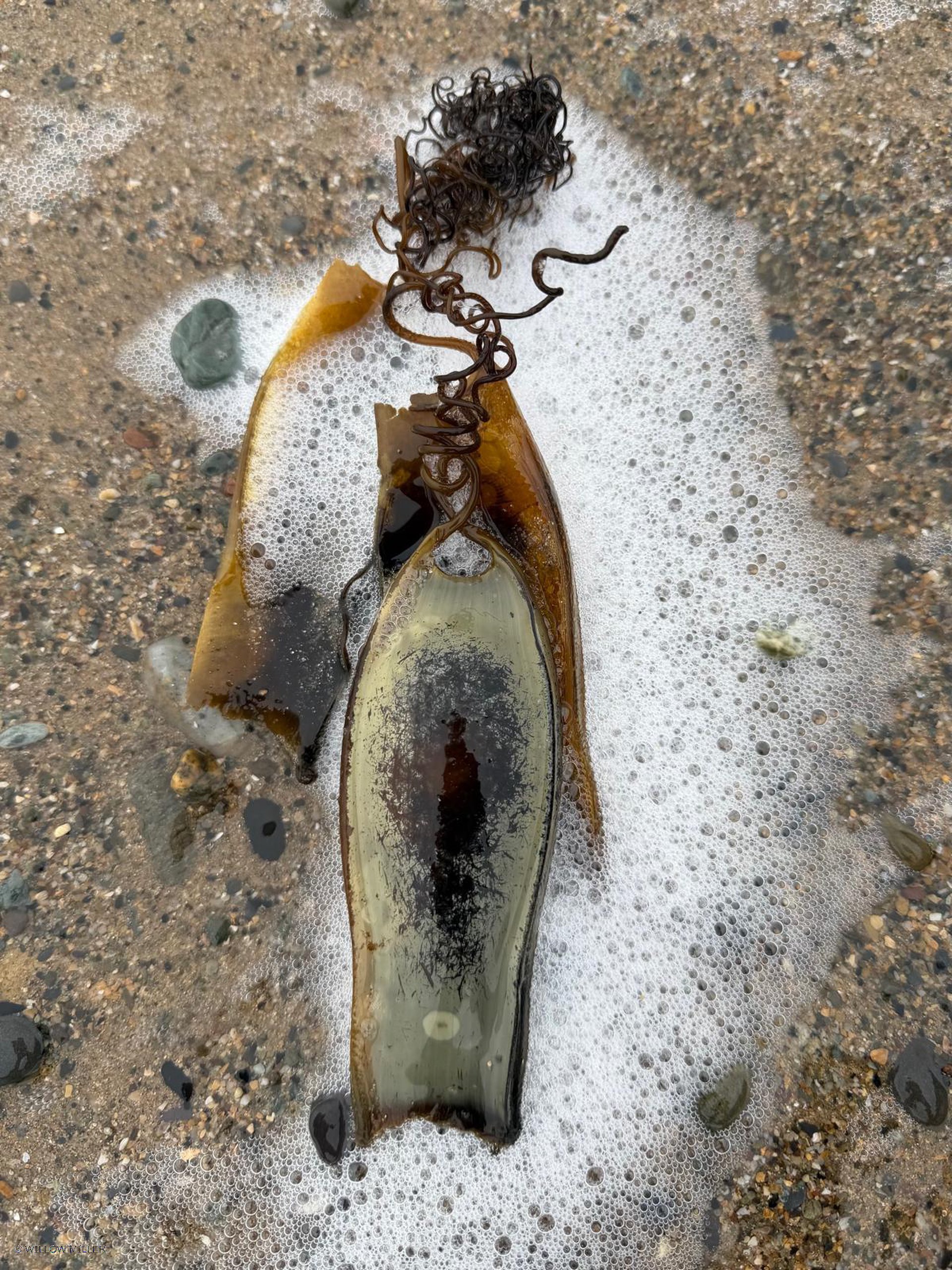 Small details photograph 17