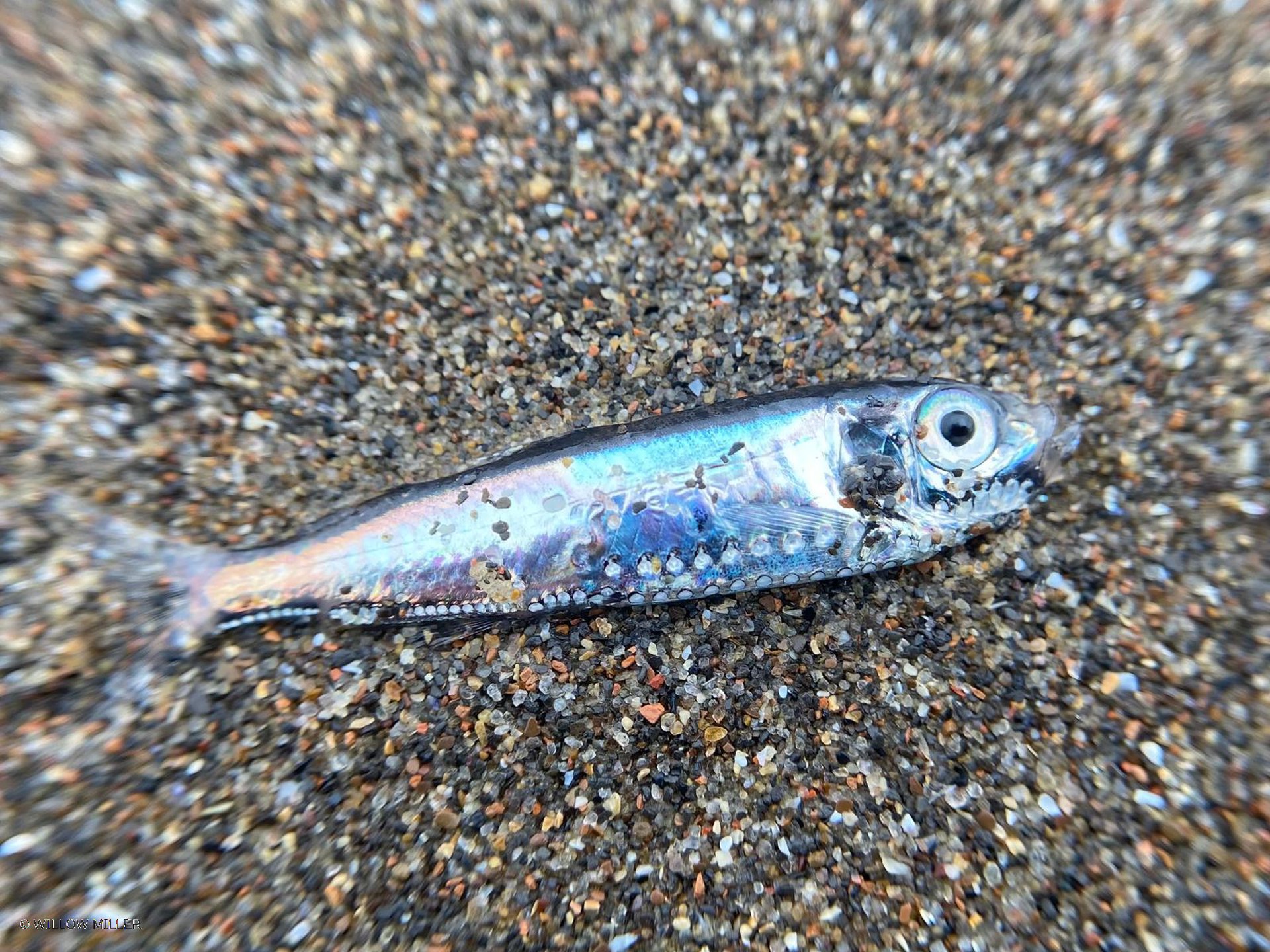 Small details photograph 22