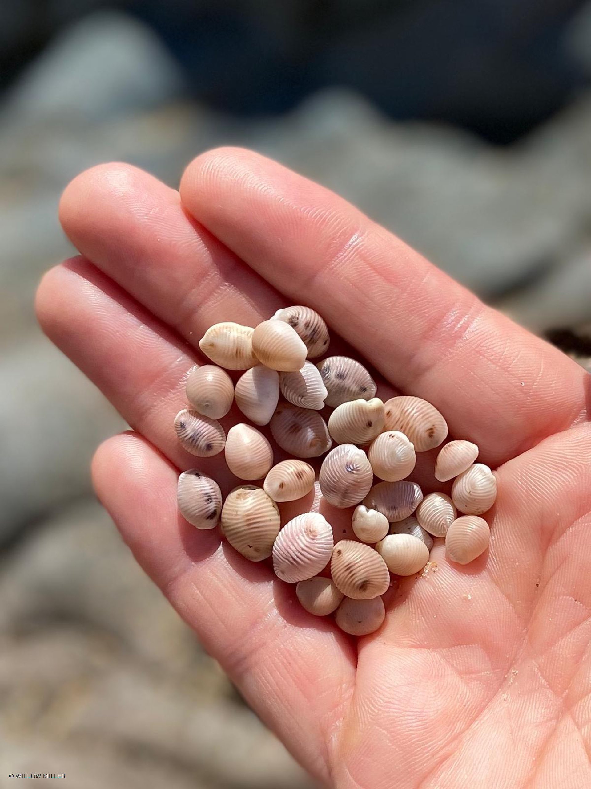 Small details photograph 18