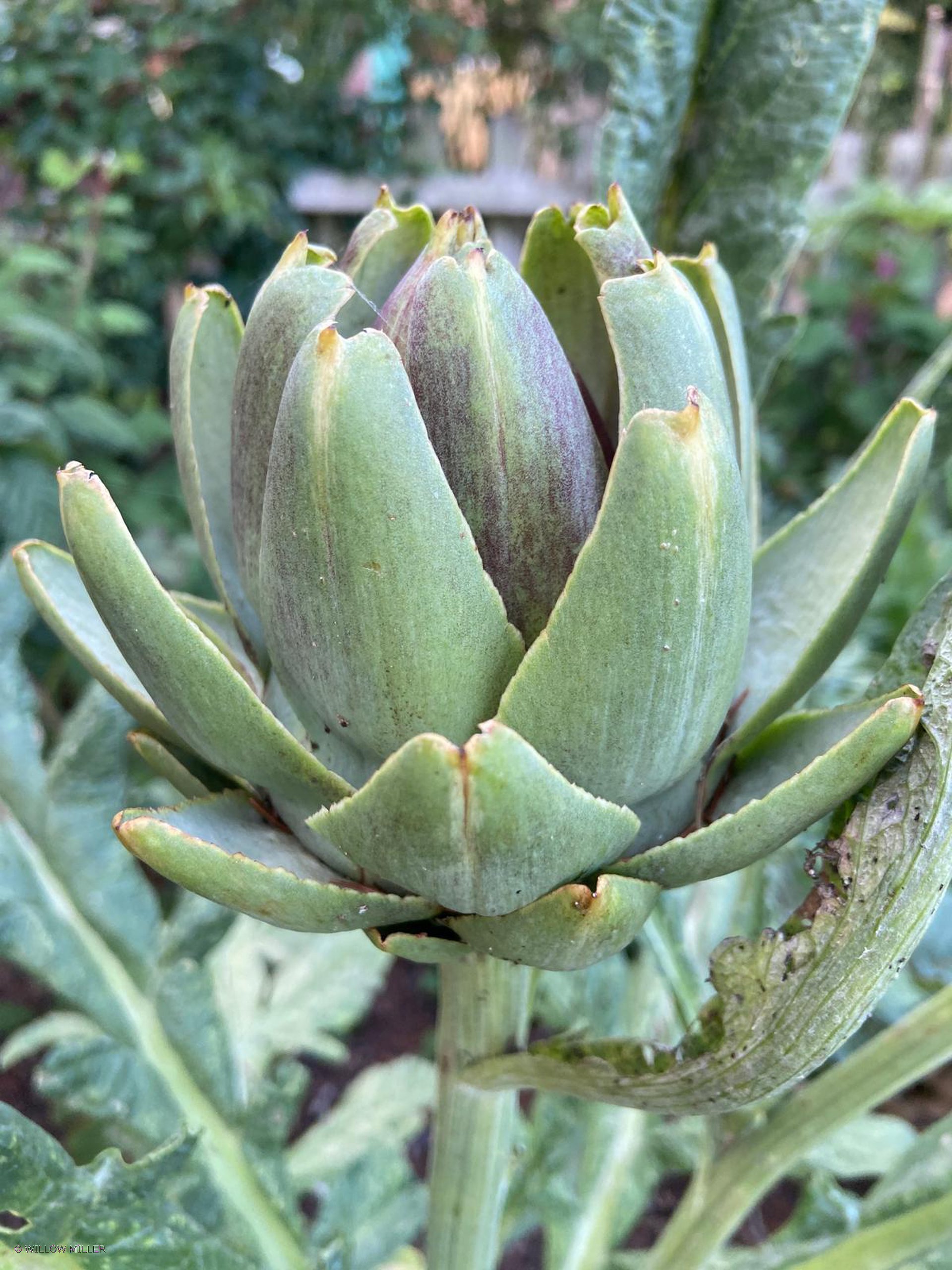 Small details photograph 15